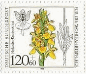 ダクチロリザ･サンブリキナ（Dactylorhiza sambucina、ドイツ、1984年）　ランの花
