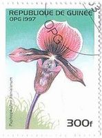 Paphiopedilum harrisianum　ギニア　ランの花