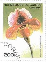 Paphiopedilum millmoore　ギニア　ランの花