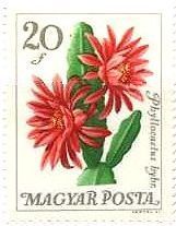 植物園の花々（ハンガリー､1965年）　サボテン　phyllocactus hybridus
