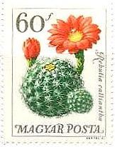 植物園の花々（ハンガリー､1965年）　サボテン　Rebutia calliantha