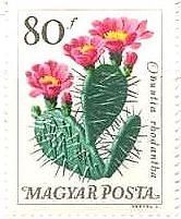 植物園の花々（ハンガリー､1965年）　サボテン　ウチワサボテン（Opuntia cactus）