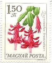 植物園の花々（ハンガリー､1965年）　サボテン　christmas cactus