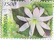 インドネシアのグリーティング（綺麗な花々、2001年）