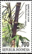 デンドロカラムス属 Dendrocalamus.（Dendrocalamus asper, 大型のバンブー(竹）　インドネシア