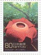 ラフレシア・アーノルディ（Rafflesia arnoldii）　インドネシア