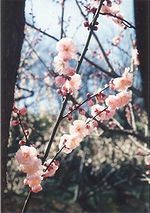 横浜・大倉山の梅の花