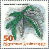 チャセンシダ (Asplenium trichomanes)　リヒテンシュタン