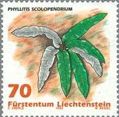 チャセンシダ科（Phyllitis scolopendrium）
