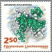 イチョウシダ（Asplenium ruta-muraria）