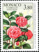 カメリア（Camellia、モナコ）　椿の花