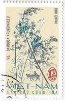 竹（ベトナム、1967年）　Bambusa arundinaceu 