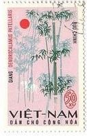竹（ベトナム、1967年）　Dendrocalamus patellaris 