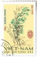 竹（ベトナム、1967年）　Bambusa Bignami