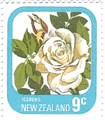 ニュージーランドのバラ・シリーズ　花　アイスバーグ（ICEBERG）