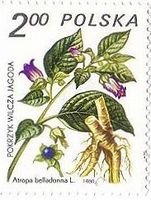 有毒植物　ベラドンナ　Atropa belladonna