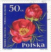 ボタンの花（Peony、ポーランド）
