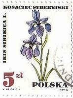シベリアアイリス（Iris　Sibirica、ポーランド）