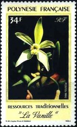 バニラ（vanilla、学名 Vanilla planifolia）とバニラ・ビーンズ