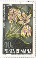 フリティラリア・メレアグリス（checkered lily､絶滅危惧種、ﾙｰﾏﾆｱ）