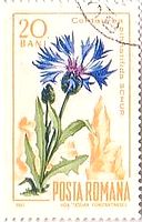 カルパチア山脈の花々（ﾙｰﾏﾆｱ、1967年）　シマセンブリ属の草（centaury）