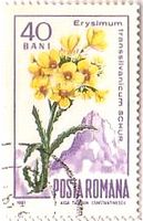 カルパチア山脈の花々（ﾙｰﾏﾆｱ、1967年）　カキネガラシ(Hedge mustard)