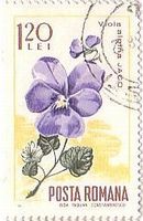 カルパチア山脈の花々（ﾙｰﾏﾆｱ、1967年）　アルパインバイオレット(alpine violet)