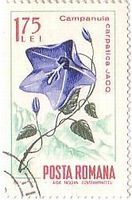 カルパチア山脈の花々（ﾙｰﾏﾆｱ、1967年）　ベルフラワー（bell flower）