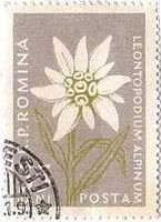 エーデルワイス（leontopodium alpinum,ﾙｰﾏﾆｱ）