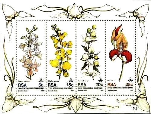 南アフリカのランの花（1981年）