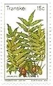 野生梅（Harpephyllum caffrum）