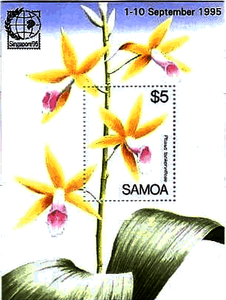 カクチョウラン（Phaius tankervilleae、サモア、1995年）　ランの花　蘭