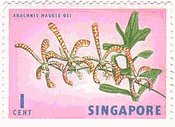 Arachnis Maggie Oei（シンガポール)　ランの花