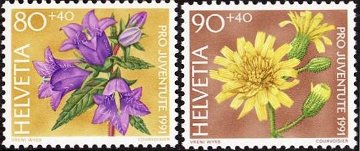 ヨーロッパのホタルブクロ(キキョウ科、Campanula trachelium）、Skye Flora(ヤナギタンポポ属、Hieracium murorum）