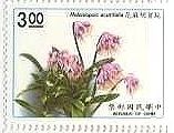 タイワンショウジョウバカマ（台湾）　植物　花