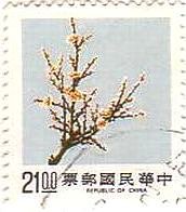 台湾の梅の花
