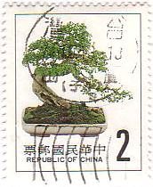オークの盆栽（台湾）