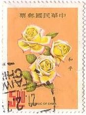 黄色いバラ・和平（台湾）