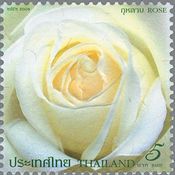 タイのバラの花