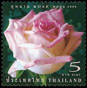 タイのバラの花