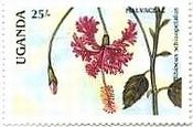 キバナキョウチクトウ(Thevetia peruviana)、Hibiscus Schizophrenic　ウガンダ