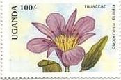 ウガンダのランの花(1988年）　切手　クラッペルトニア・フィキフォリア（Clappertonia ficifolia）