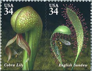 ダーリングトニア カリフォルニカ（Darlingtonia californica、Cobra Lily）、モウセンゴケの一種（English sundew）　食虫植物　アメリカ