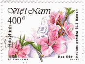 桃の花（ベトナム、1994年）　prunus persica