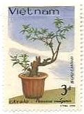 ベトナムの盆栽