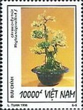 Wrightia religiosa　ベトナムの盆栽