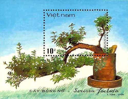 ベトナムの盆栽　Serissa foetida　ハクチョウゲ