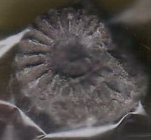 チリ産のアンモナイト(中生代白亜紀）