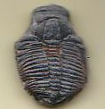 エルラシアキンギ　三葉虫　米国・ユタ州（古生代カンブリア紀後期（約５億年前）