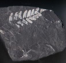 シダ類の化石